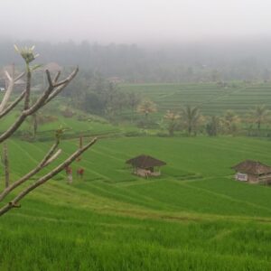 Jatiluwih Rice Terrace